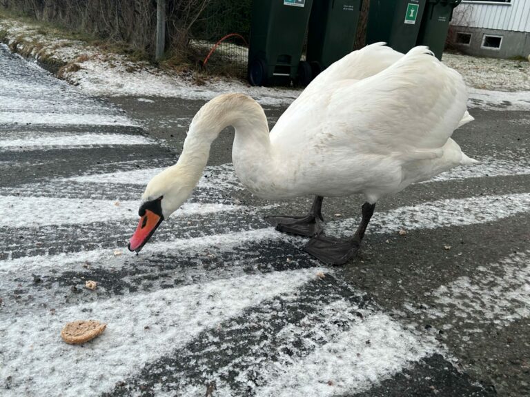 Svanhild utvider horisonten, og tar turen vekk fra båthavna i håp om matpause på veien.